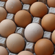 Image for article titled The Truth About Your 'Cage Free' Eggs